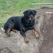 Home Owner wanting sitter in , Victoria