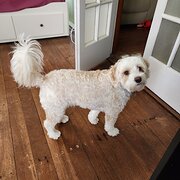 Home Owner wanting sitter in Cairns, Queensland