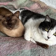 Home Owner wanting sitter in Melbourne, Victoria