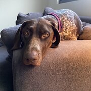 Home Owner wanting sitter in Adelaide, South Australia