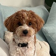 Home Owner wanting sitter in Coffs Harbour , New South Wales