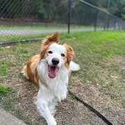 Home Owner wanting sitter in , Queensland