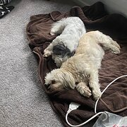 Home Owner wanting sitter in Grafton , New South Wales