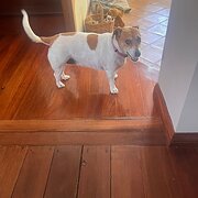 Home Owner wanting sitter in Perth , Western Australia