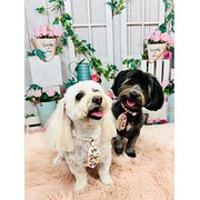 Home Owner wanting sitter in Brisbane, Queensland