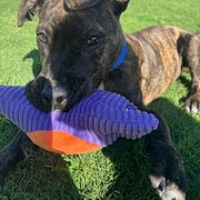 Home Owner wanting sitter in Perth, Western Australia