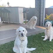 Home Owner wanting sitter in Newcastle , New South Wales