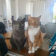 Home Owner wanting sitter in , Queensland