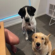 Home Owner wanting sitter in Ballarat, Victoria