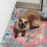 Home Owner wanting sitter in Bundaberg, Queensland