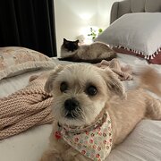 Home Owner wanting sitter in Brisbane, Queensland