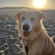 Home Owner wanting sitter in , Western Australia