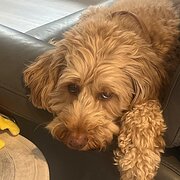 Home Owner wanting sitter in , Victoria