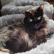 Home Owner wanting sitter in Brisbane , Queensland