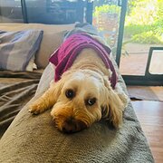 Home Owner wanting sitter in Gold Coast , Queensland