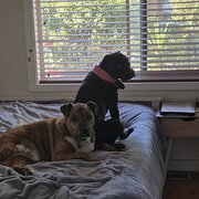 Home Owner wanting sitter in , Victoria