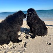 Home Owner wanting sitter in Perth, Western Australia