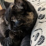 House Sitter - Greg & Deb