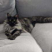 Home Owner wanting sitter in Brisbane , Queensland