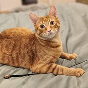 Home Owner wanting sitter in Sydney, New South Wales