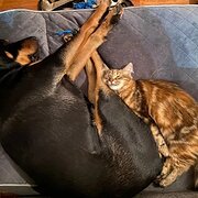 Home Owner wanting sitter in , Western Australia