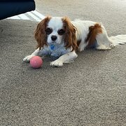 Home Owner wanting sitter in , Western Australia