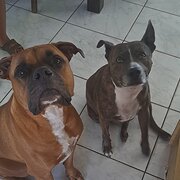 Home Owner wanting sitter in Perth, Rockingham, Mandurah, Western Australia