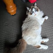 Home Owner wanting sitter in Brisbane , Queensland