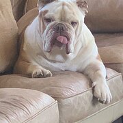 Home Owner wanting sitter in Brisbane , Queensland