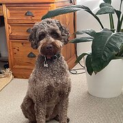 Home Owner wanting sitter in , New South Wales