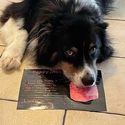 Home Owner wanting sitter in Sydney , New South Wales