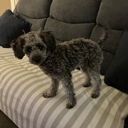 Home Owner wanting sitter in , Queensland