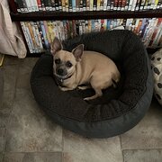 Home Owner wanting sitter in Bundaberg, Queensland