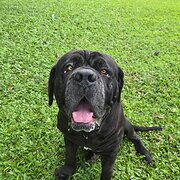 Home Owner wanting sitter in Cairns, Queensland