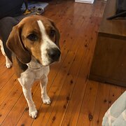 Home Owner wanting sitter in Sydney, New South Wales