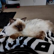 Home Owner wanting sitter in Rockingham, Western Australia