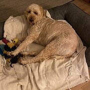 Home Owner wanting sitter in Newcastle , New South Wales