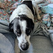 Home Owner wanting sitter in , South Australia