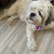 Home Owner wanting sitter in Perth, Western Australia