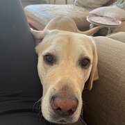 Home Owner wanting sitter in , New South Wales