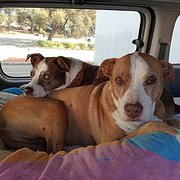 House Sitter - Animals and Gardens are my Passion!