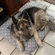 Home Owner wanting sitter in Ipswich/Brisbane, Queensland