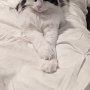 Home Owner wanting sitter in Mandurah, Western Australia