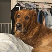 Home Owner wanting sitter in , Victoria