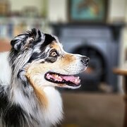 House Sitter - Rebecca