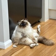 Home Owner wanting sitter in , New South Wales