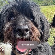 Home Owner wanting sitter in , New South Wales