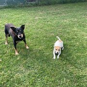 Home Owner wanting sitter in , New South Wales