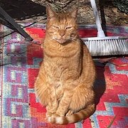 Home Owner wanting sitter in Melbourne, Victoria