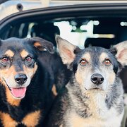 Home Owner wanting sitter in Brisbane, Queensland